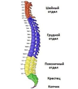 Строение позвоночника